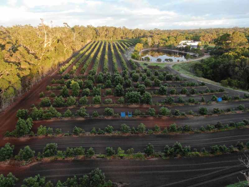 Thuringia Estate Avocado Farm Western Australia